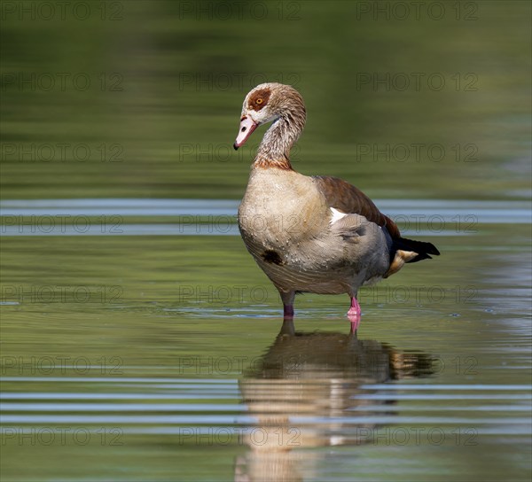 Egyptian goose (Alopochen aegyptiacus) standing in shallow water in a pond, Thuringia, Germany, Europe