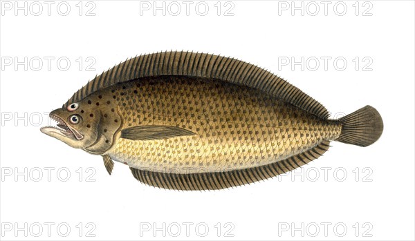 Fish, Fishes, Citharus linguatula, Large-scaled plaice, the spotted flounder or Atlantic spotted flounder, Historical, digitally restored reproduction from a 19th century original, Record date not stated