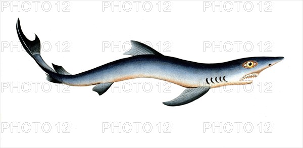 Fish, Fish, Shark genus from the spiny dogfish family, Squalus glaucus, Historical, digitally restored reproduction from a 19th century original, Record date not stated