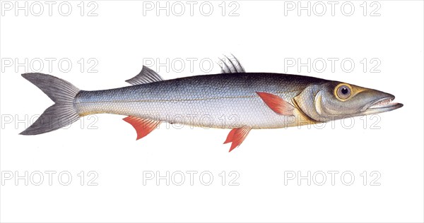 Fish, Fish, Genus of pike, Esox Sphyraena, Hake, sea-pike, Historical, digitally restored reproduction from a 19th century original, Record date not stated