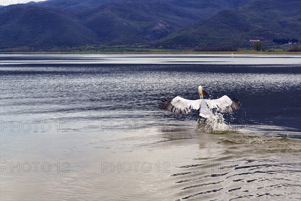 Single Dalmatian Pelican (Pelecanus crispus) taking off, Lake Kerkini, Lake Kerkini, dawn, Central Macedonia, Greece, Europe