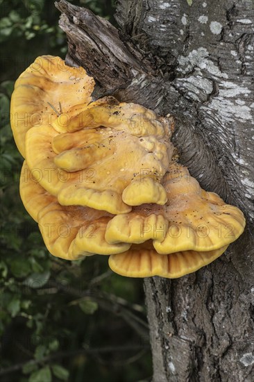 Sulphur polypore (Laetipurus sulphureus), Emsland, Lower Saxony, Germany, Europe