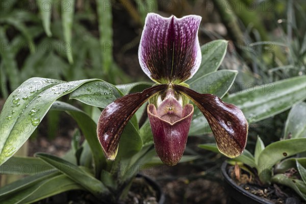 Venus Slipper orchid (Paphiopedilum), Berggarten Hannover, Lower Saxony, Germany, Europe