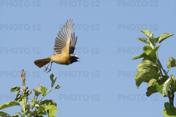 Common redstart (Phoenicurus phoenicurus), male, in flight with dynamic wing movements over green leaves, blue sky, Hesse, Germany, Europe