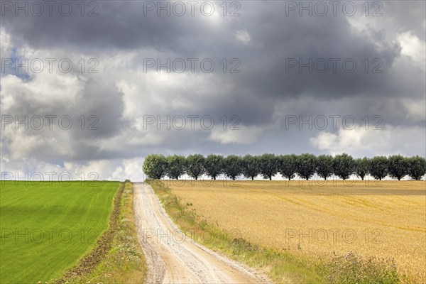 Country road, dirt road and row of white willows (Salix alba) trees along wheat field in summer on a cloudy, rainy day