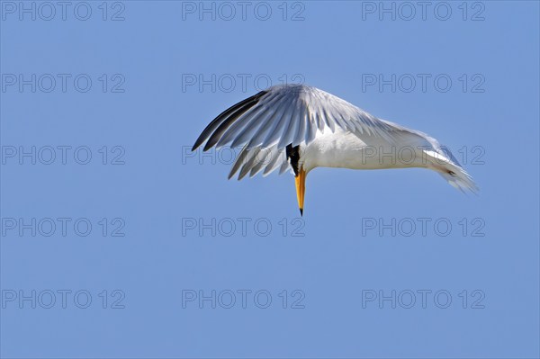 Little tern (Sternula albifrons, Sterna albifrons) in breeding plumage in flight hovering above sea water, searching for fish in spring