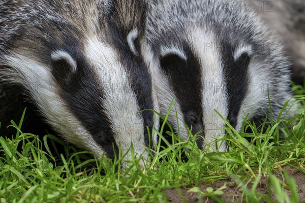 European badger (Meles meles), close-up of four months old cub searching for earthworms and insects with mother in meadow in spring