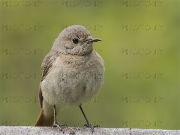 Common redstart (Phoenicurus phoenicurus), female on the perch, North Rhine-Westphalia, Germany, Europe