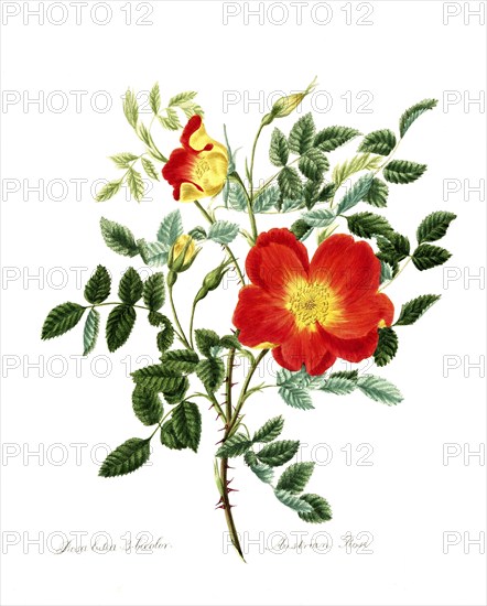 Rosa lutea-bicolor, Rose, Old rose, Rose variety, Illustration from 1799, Historic, digitally restored reproduction from a 19th century original, Record date not stated