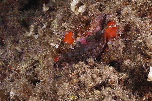 A Tompot blenny (Parablennius gattorugine) camouflages itself between colourful sea sponges and algae, dive site Sec de la Jeaune Garde, Giens peninsula, Provence Alpes Côte d'Azur, France, Europe