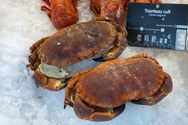 Two crabs presented on ice, with a price tag next to them, detailed photograph, fish market, Trouville-sur-Mer, Trouville, Normandy, France, Europe