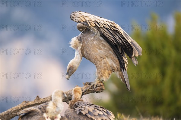 Griffon Vulture (Gyps fulvus) sitting on an old gnarled root in autumn, Pyrenees, Catalonia, Spain, Europe