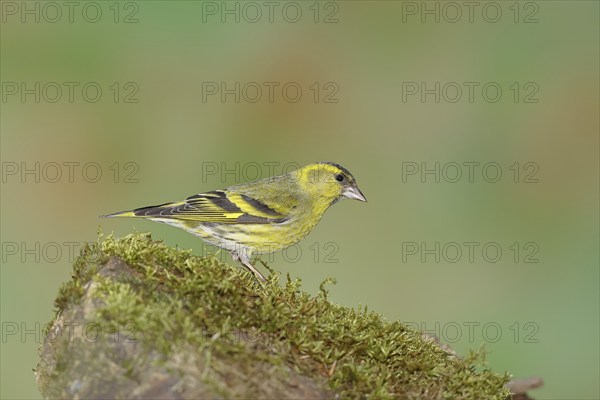 Eurasian siskin (Carduelis spinus), male sitting on a moss-covered stone, Wilnsdorf, North Rhine-Westphalia, Germany, Europe