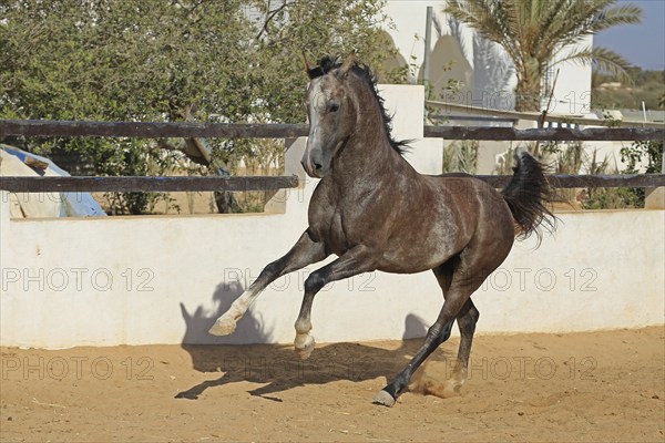 Arabian horse, thoroughbred Arabian, Djerba, Tunisia, Africa