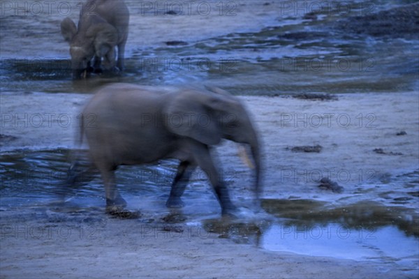 African forest elephant (Loxodonta cyclotis) in the Dzanga Bai forest clearing, blue hour, Dzanga-Ndoki National Park, Unesco World Heritage Site, Dzanga-Sangha Complex of Protected Areas (DSPAC), Sangha-Mbaéré Prefecture, Central African Republic, Africa