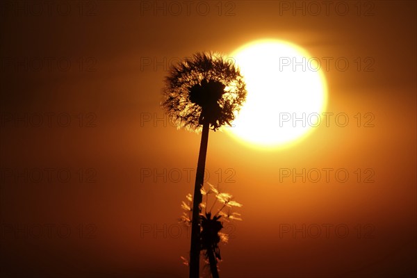 Dandelions in the evening light, May, Germany, Europe