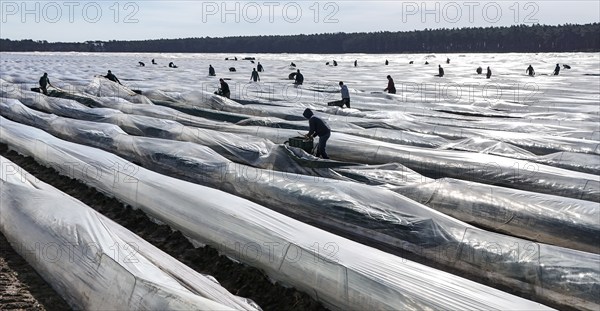 The first asparagus is harvested from a foil-covered asparagus field, Beelitz, 26/03/2024