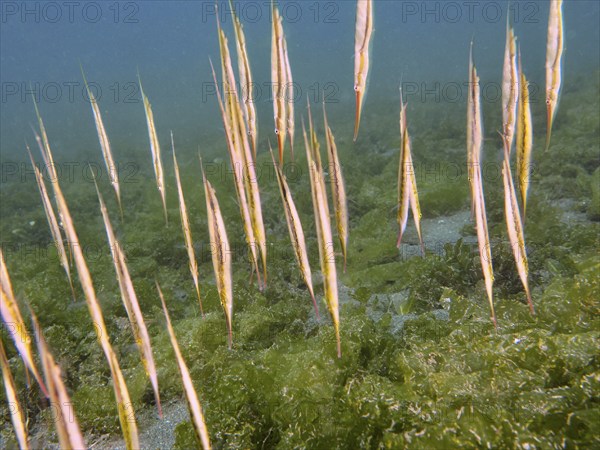 Slender fish, jointed razorfish, razorfish (Aeoliscus strigatus), swimming vertically between seaweed, dive site Secret Bay, Gilimanuk, Bali, Indonesia, Asia