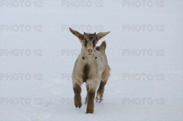 A goatling running in the snowy terrain, Boer goat, domestic goat (Capra aegagrus hircus), Franconia