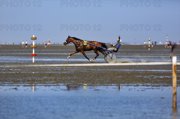 Horse with sulky, trotter, horse-drawn carriage, trotting race in the mudflats, winning pose, Duhner Wattrennen 2019, Duhnen, Cuxhaven, UNESCO World Heritage Wadden Sea, North Sea, Lower Saxony, Germany, Europe