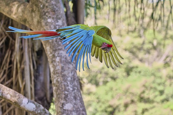 Great green macaw in flight (Ara ambiguus) Costa Rica