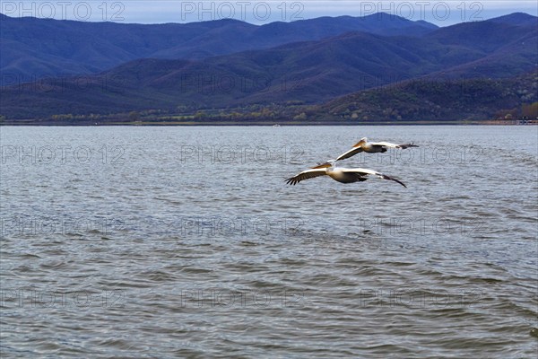 Two Dalmatian Pelicans (Pelecanus crispus) flying, Lake Kerkini, Lake Kerkini, dawn, Central Macedonia, Greece, Europe