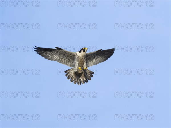 Peregrine Falcon (Falco peregrinus), adult male bird or tiercel in landing flight, approaching its nest, Hesse, Germany, Europe