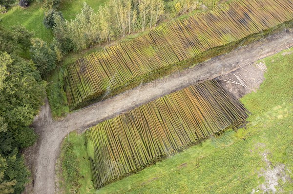 Aerial view of a timber yard, tree trunks get conservated by sprinkling water on the wood, Germany, Europe