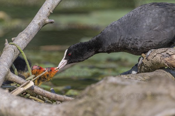 Eurasian burbot (Fulica atra) feeding its chicks. Bas Rhin, Alsace, France, Europe