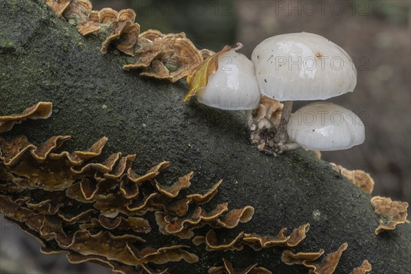 Ringed beech slime moulds (Oudemansiella mucida) and oak layer fungi (Stereum gausapatum), Emsland, Lower Saxony, Germany, Europe