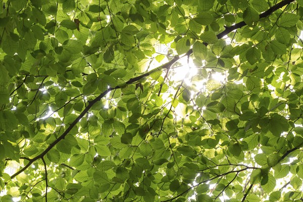 Sunbeams shining through leaves and branches of a beech tree, sculpture park, Humlebæk, Nivå Bugt, Hovedstaden, Øresund coast, Denmark, Europe