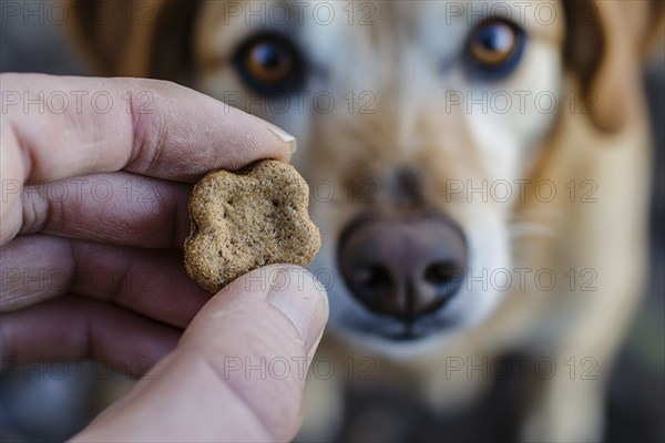 Close up of human hand holding small dog treat in hand with dog in blurry background. Generative Ai, AI generated