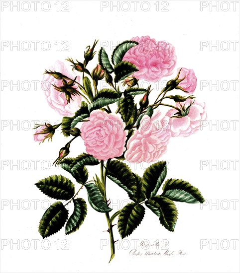 Rosa alba, Rose, Historic rose, Rose cultivar, Illustration from 1799, Historic, digitally restored reproduction from a 19th century original, Record date not stated