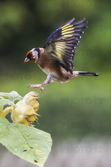 Goldfinch (Carduelis carduelis) approaching a yellow flower, sunflower, with outspread wings, Hesse, Germany, Europe