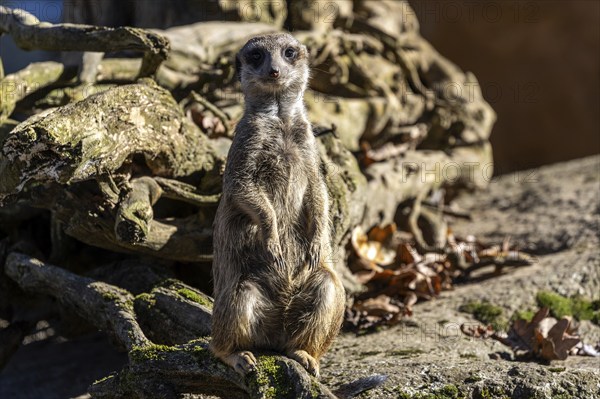 Meerkat (Suricata suricatta), on the lookout, captive, Baden-Württemberg, Germany, Europe