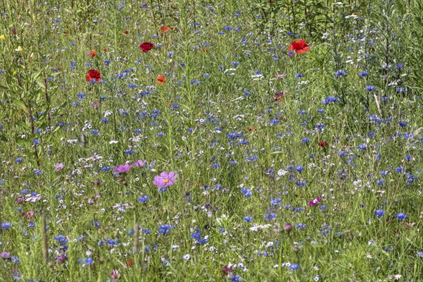 Flower meadow with poppy flower (Papaver rhoeas) and cornflowers (Centaurea cyanea), Emsland, Lower Saxony, Germany, Europe