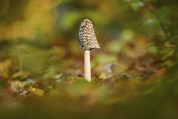 Magpie mushroom (Coprinopsis picacea) growing in a forest in autmn, Bavaria, Germany, Europe