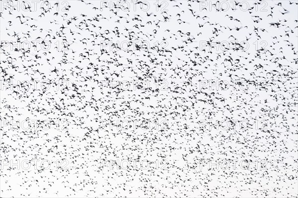 Starling (Sturnus vulgaris), a flock of starlings in the sky, Thuringia, Germany, Europe