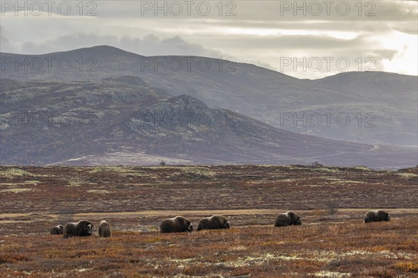 Herd of musk oxen (Ovibos moschatus), grazing, off Bergen, autumn, Dovrefjell National Park, Norway, Europe