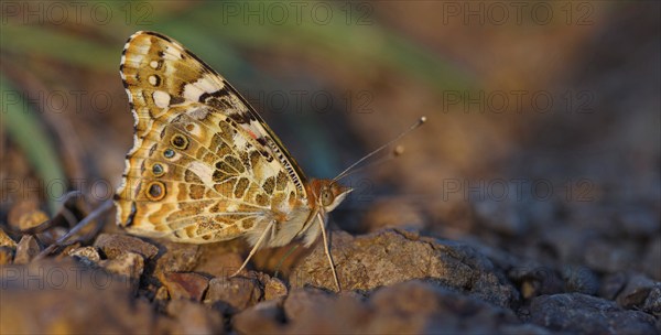 Thistle butterfly, (Vanessa cardu), Syn. Cynthia cardui, butterfly, Kaiserstuhl, Baden-Württemberg, Germany, Europe