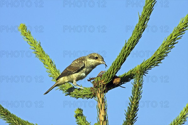 Red-backed shrike, red-backed shrike, thorn-backed shrike, family of shrikes, (Lanius collurio), female, Nahe valley, Hockenheim, Baden-Württemberg, Germany, Europe