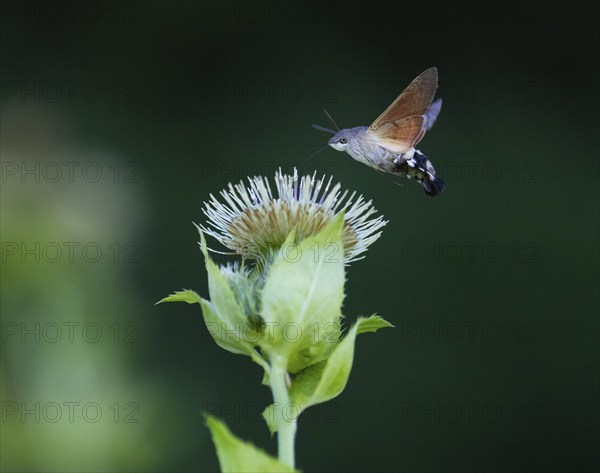 Hummingbird Hawk Moth (Macroglossum stellatarum), feeding on nectar from a Marsh thistle flower (Cirsium palustre), County Hessen, Germany, Europe