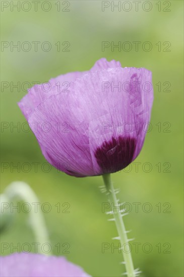 Opium poppy (Papaver somniferum), flower, ornamental plant, North Rhine-Westphalia, Germany, Europe