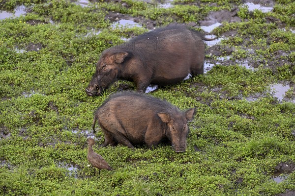 Giant forest hog (Hylochoerus meinertzhageni) in the Dzanga Bai forest clearing, Dzanga-Ndoki National Park, Unesco World Heritage Site, Dzanga-Sangha Complex of Protected Areas (DSPAC), Sangha-Mbaéré Prefecture, Central African Republic, Africa