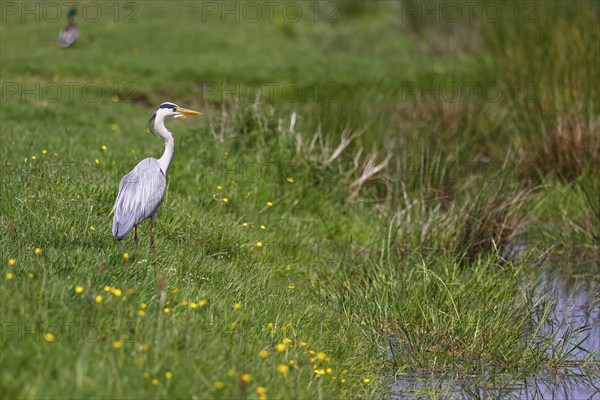 Grey heron (Ardea cinerea) standing in a meadow by a creek, Elbmarschen, Wedel, Schleswig-Holstein, Germany, Europe