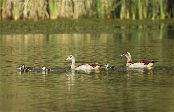 Egyptian goose (Alopochen aegyptiaca) pair with young on the water, Allgäu, Bavaria, Germany, Allgäu, Bavaria, Germany, Europe