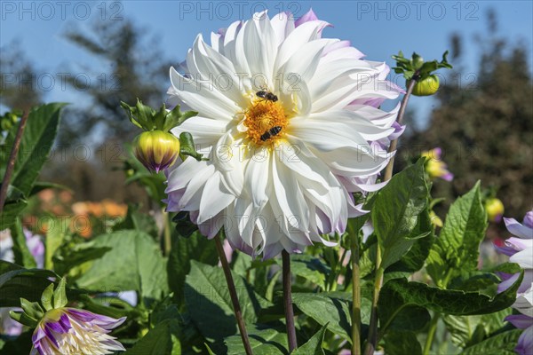 Flowering Dahlias (Dahlia), variety Ferncliff Illusion in the Dahlia Farm in Löderup, Ystad municipality, Skåne County, Sweden, Scandinavia, Europe