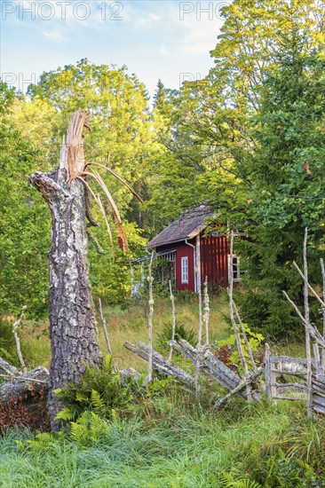 Old abandoned red cottage in a forest with a wooden fence and a wind snapped birch tree, Sweden, Europe