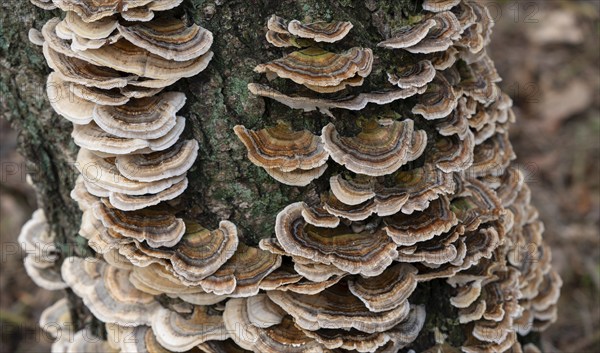 Butterfly tramete (Trametes versicolor), many fruiting bodies on a dead birch (Betula), Lower Saxony, Germany, Europe