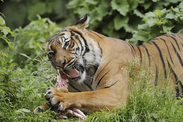 Sumatran tiger (Panthera tigris sumatrae), feeding, captive, occurring on Sumatra, Indonesia, Asia